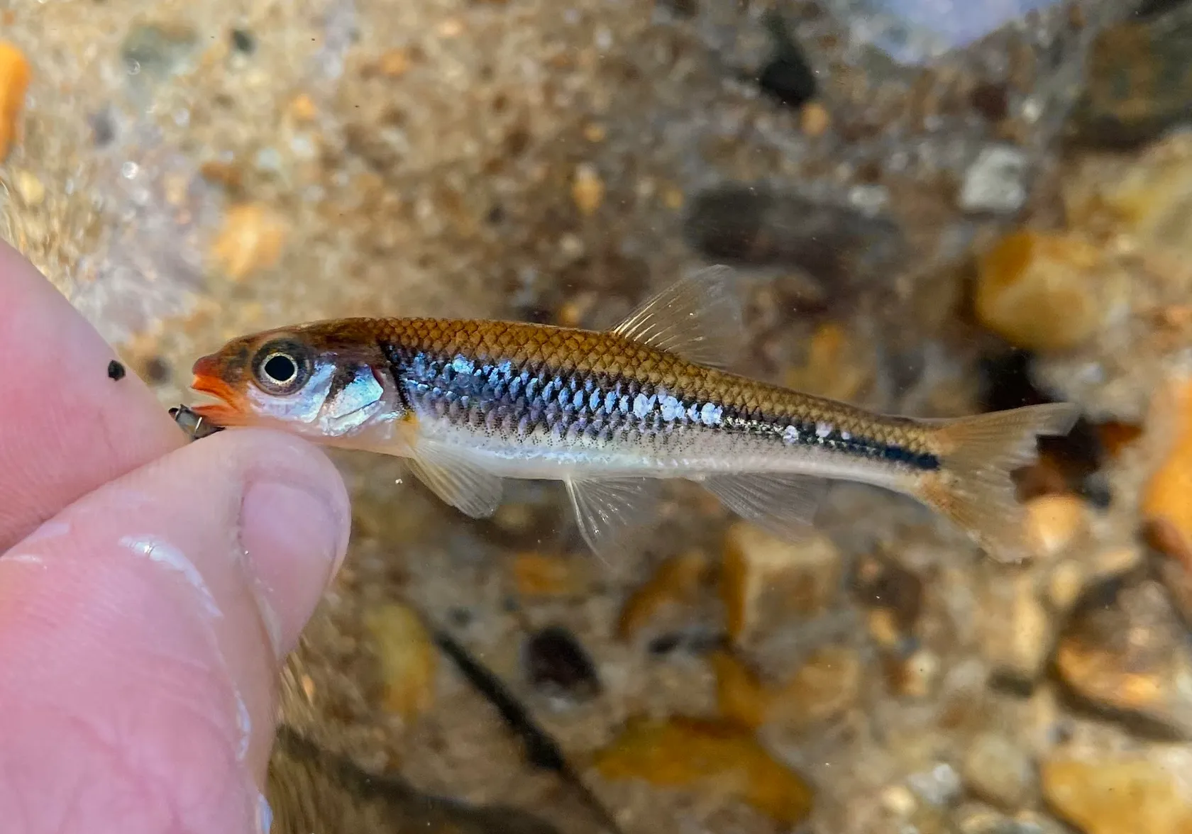 Saffron shiner