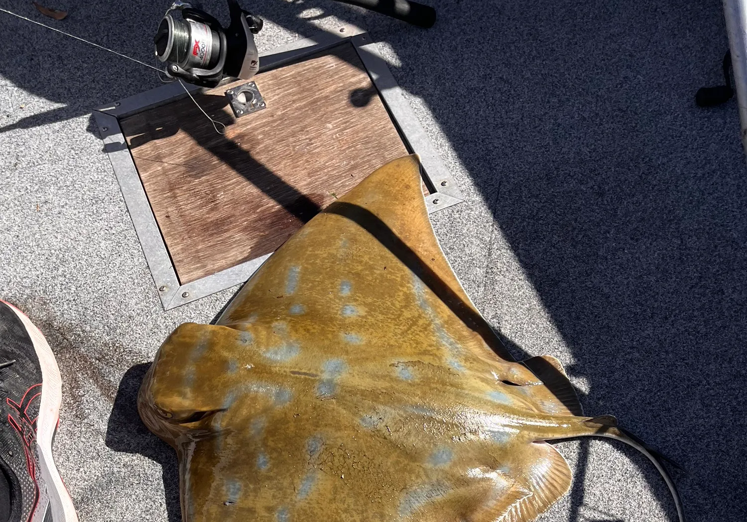 Australian bull ray