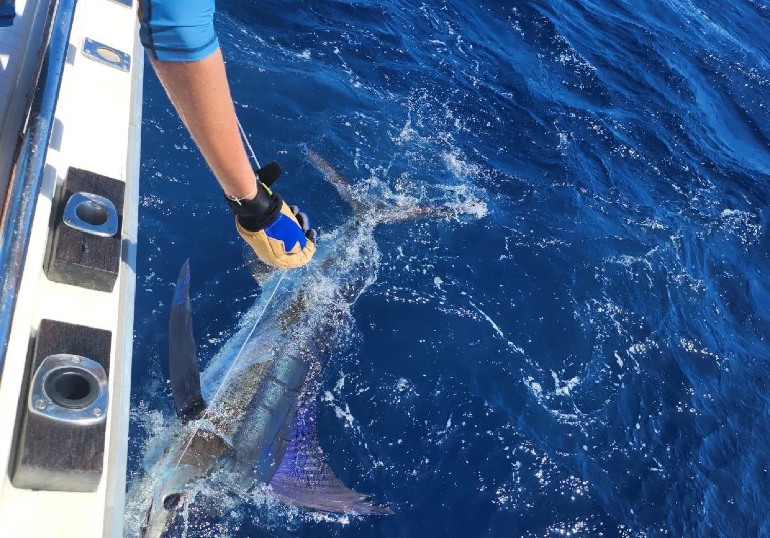 Indo-Pacific sailfish