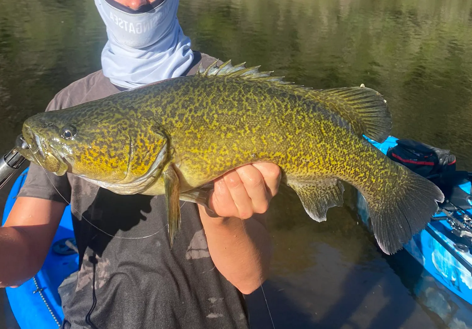 Clarence River cod