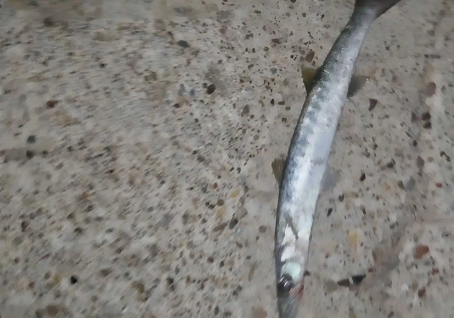 European barracuda