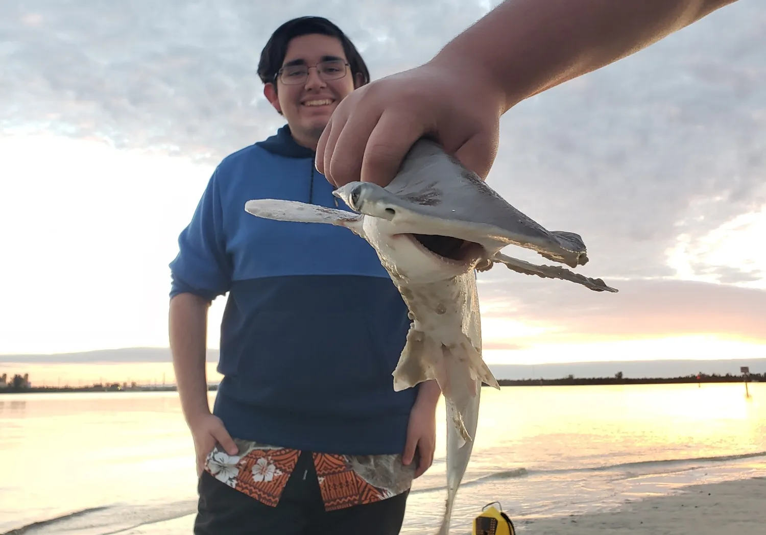 Smooth hammerhead shark