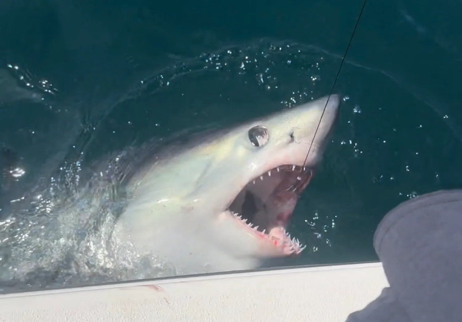 Shortfin mako shark