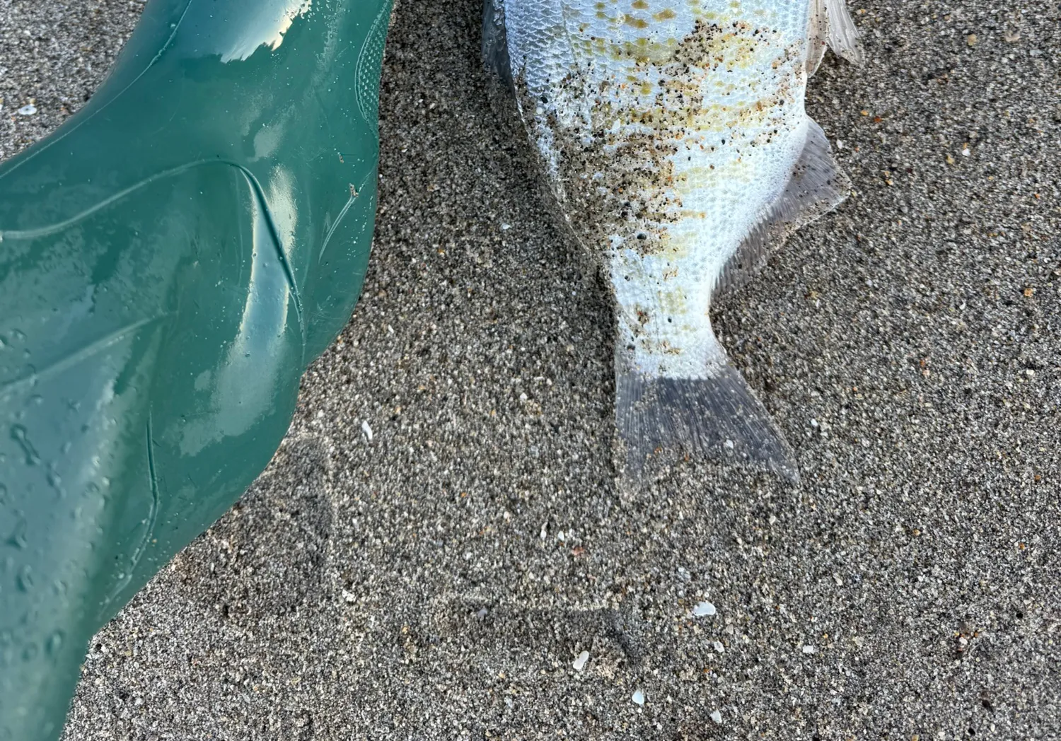 Barred surfperch