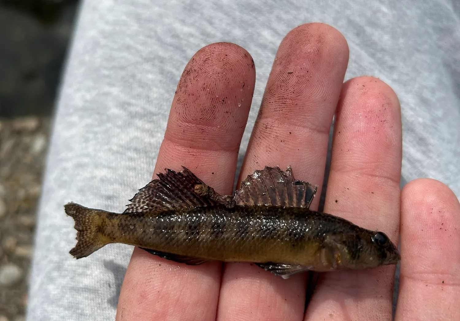 Tessellated darter