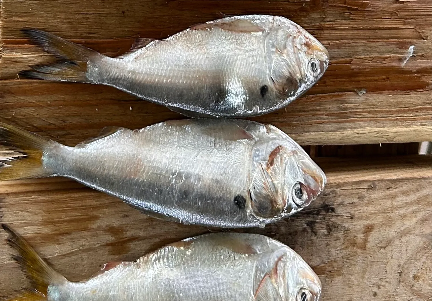 Gulf menhaden