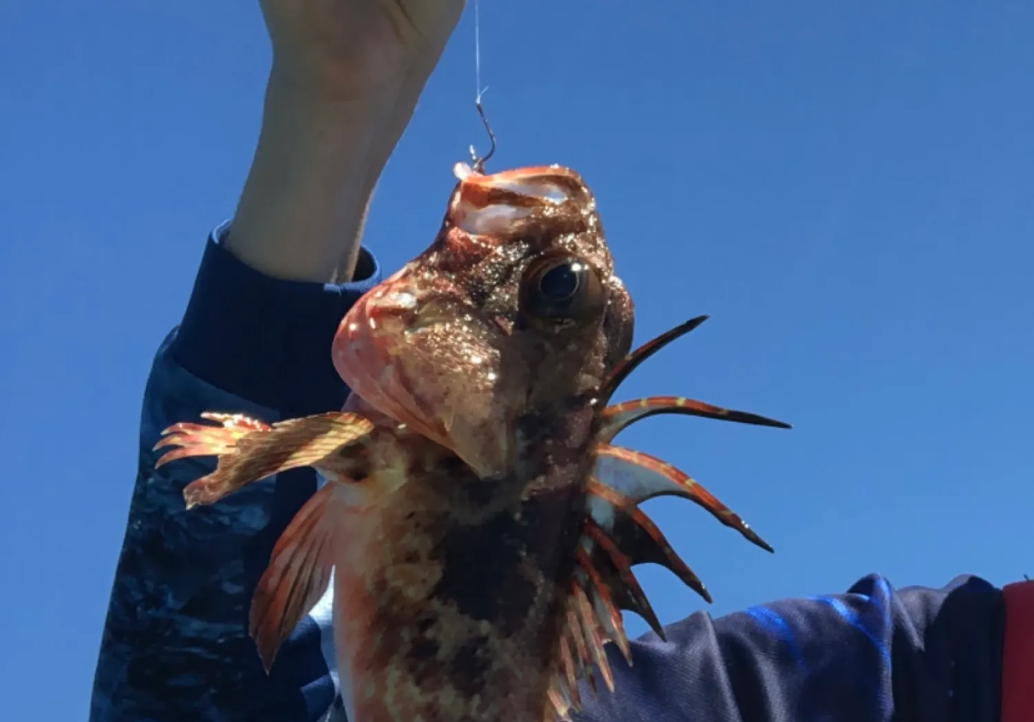 Red gurnard