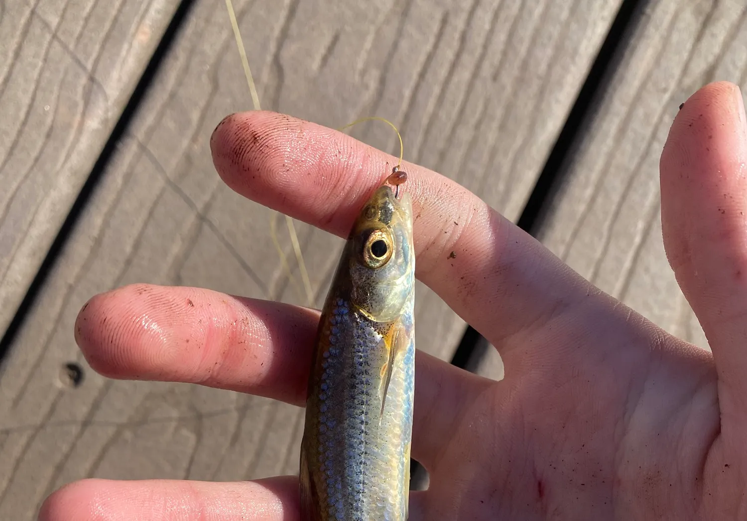 Spottail shiner