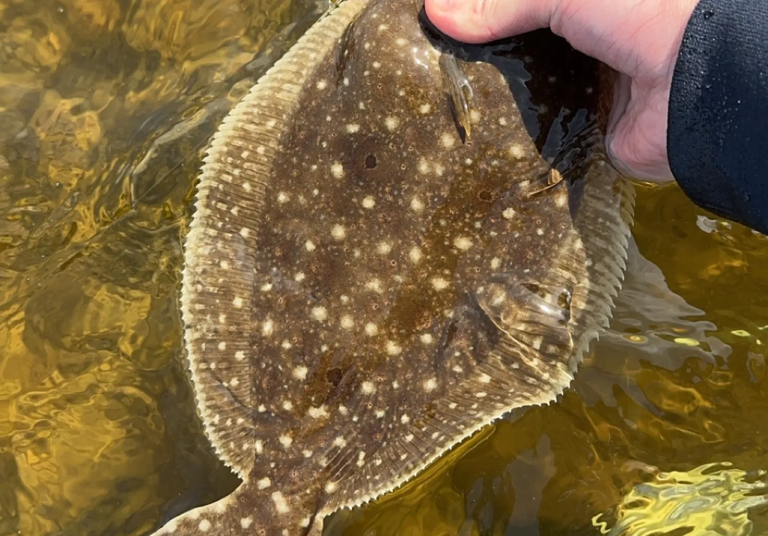 Gulf flounder