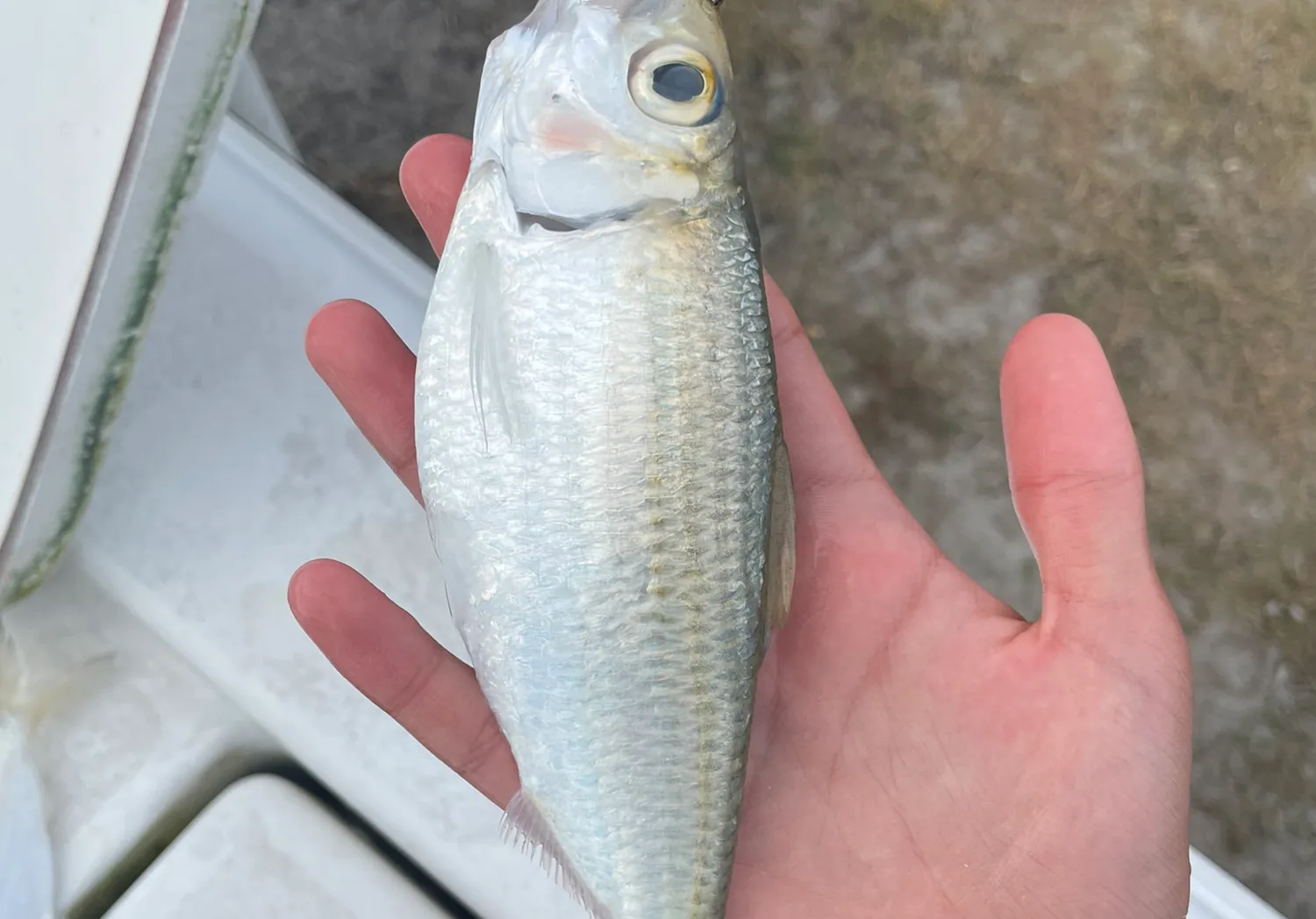 Scaled herring