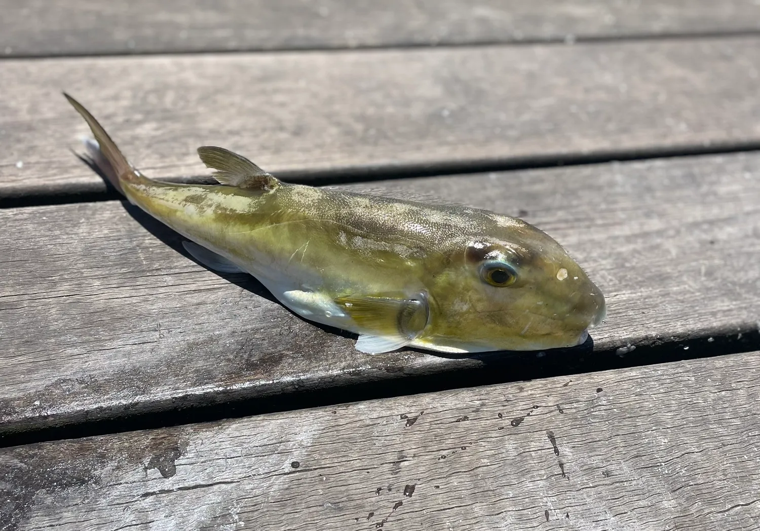 Half-smooth golden pufferfish