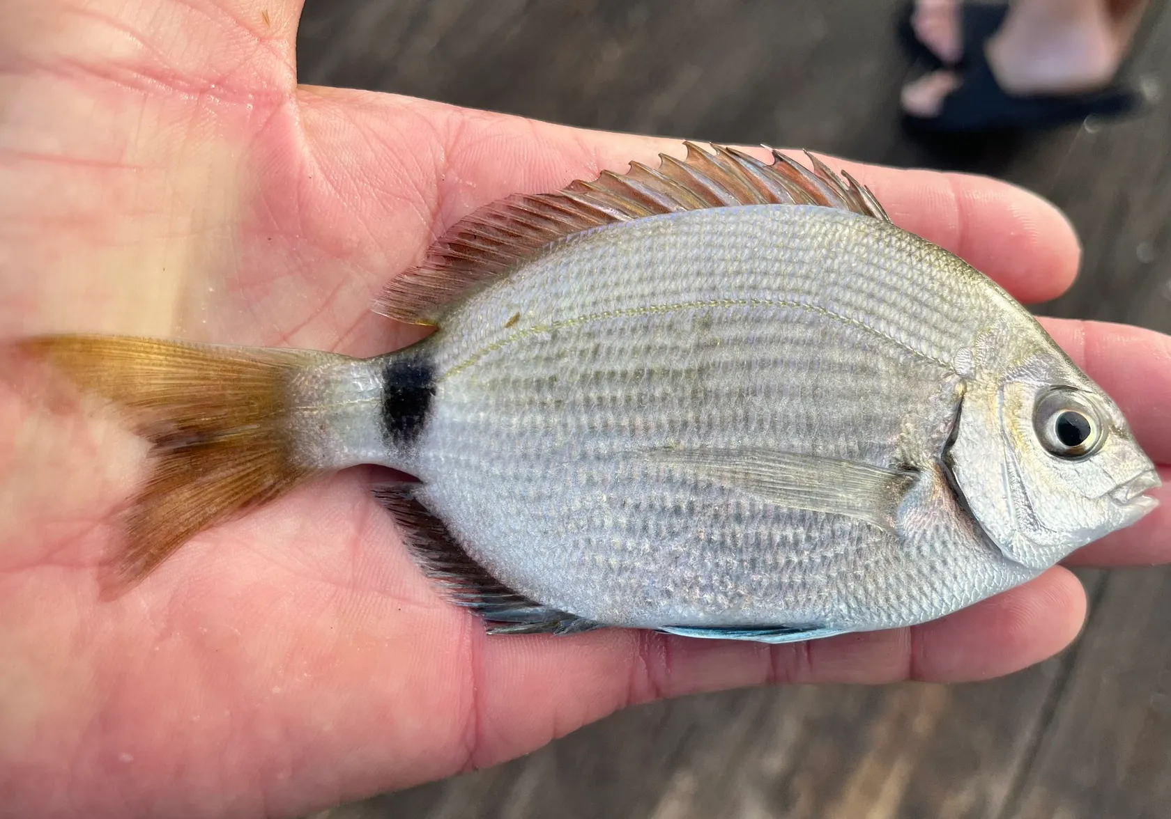 Spottail seabream