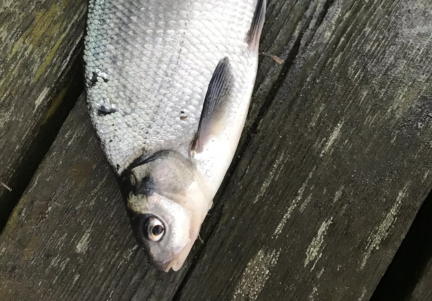 White bream