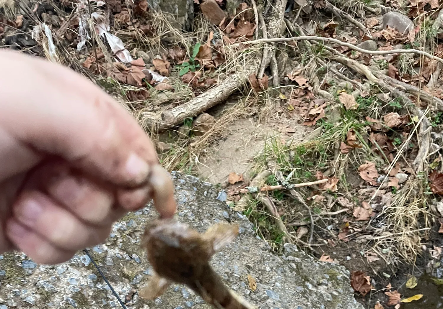 Spinyhead sculpin