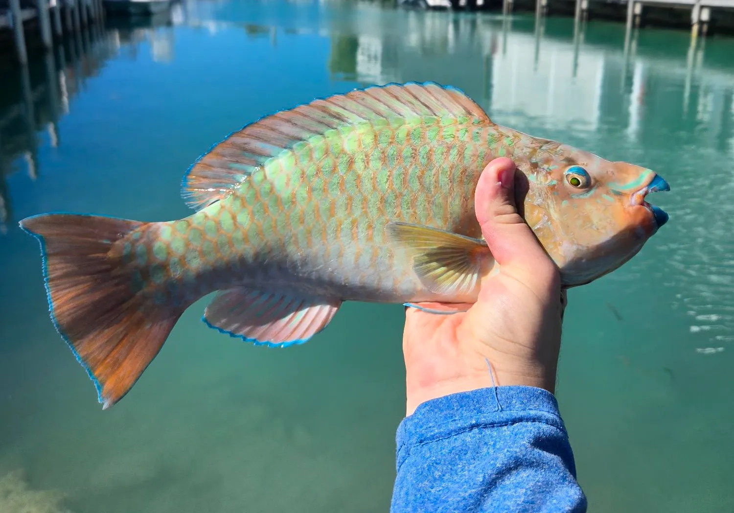 Rainbow parrotfish