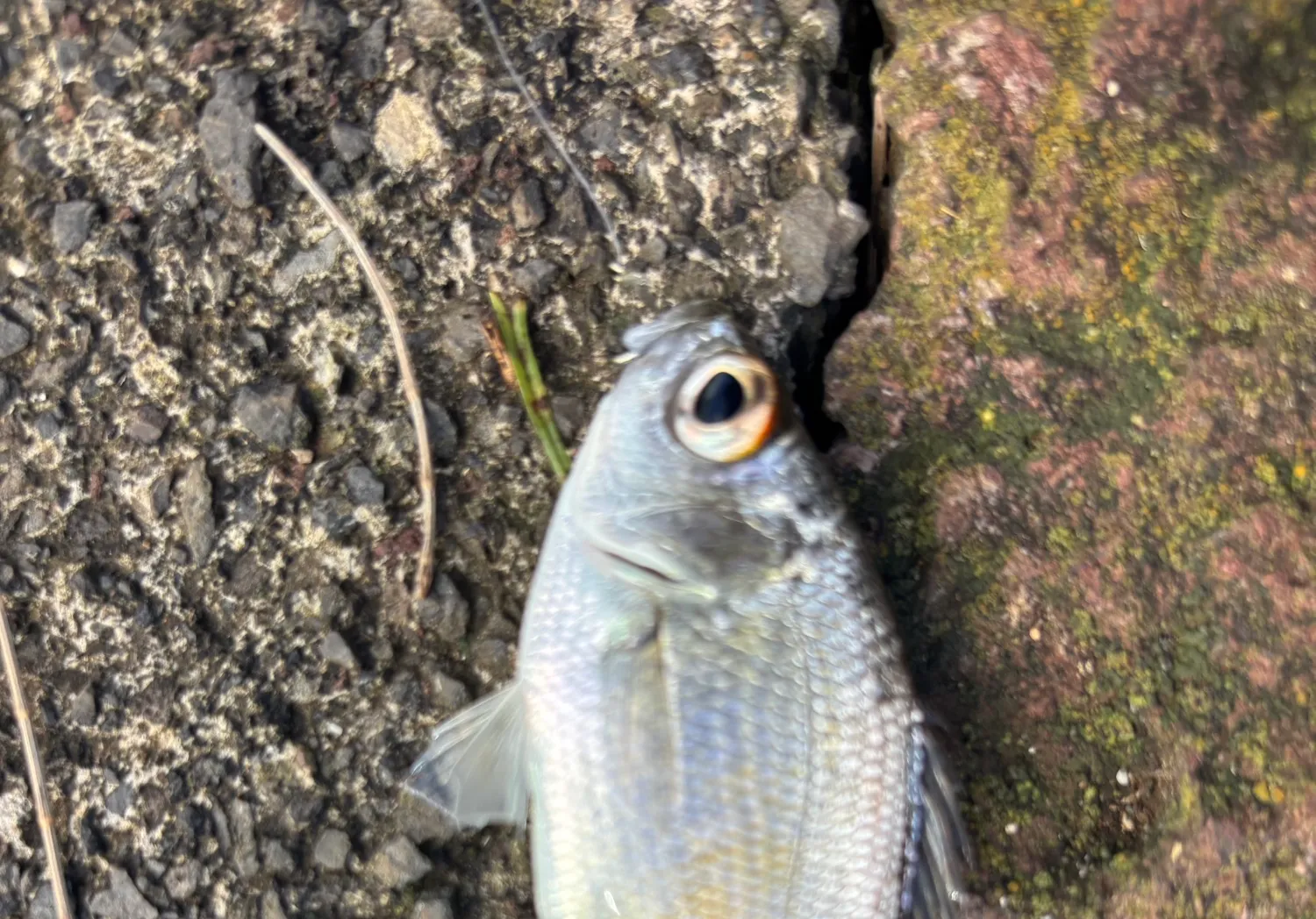 Hawaiian Flagtail