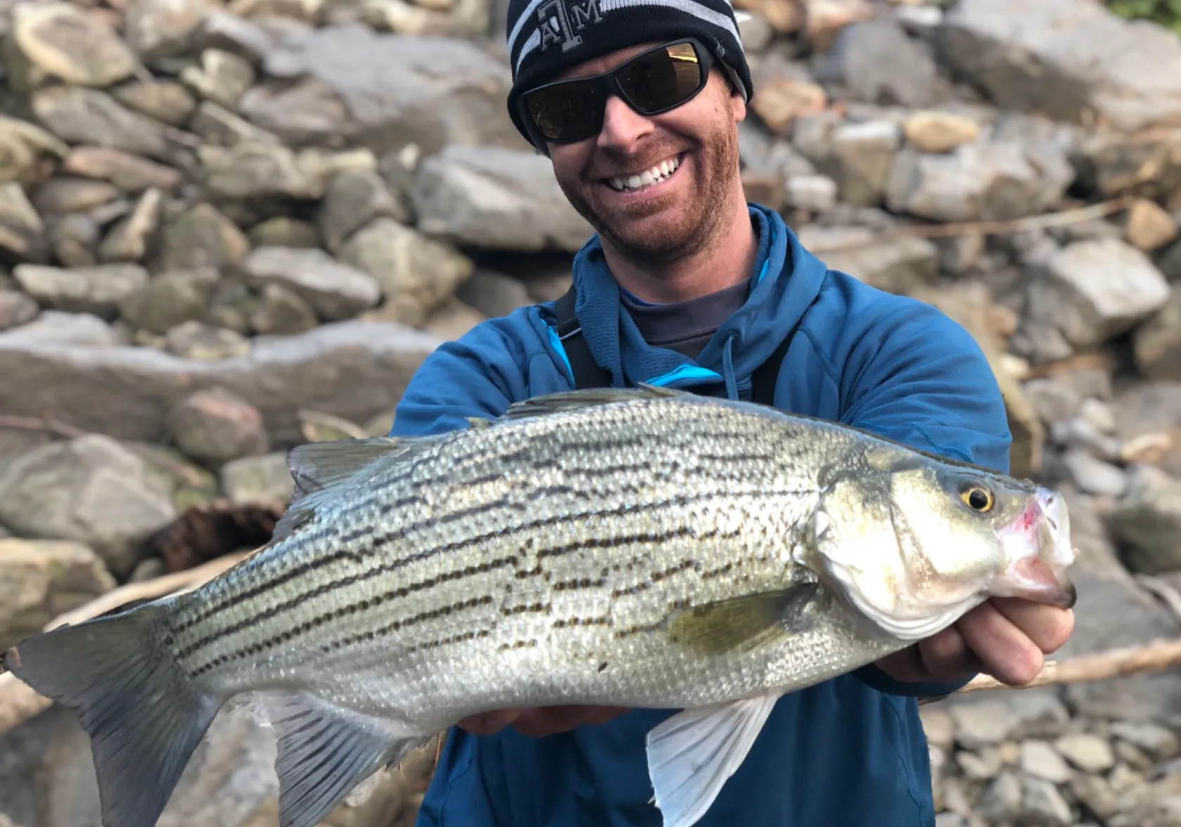 Hybrid striped bass