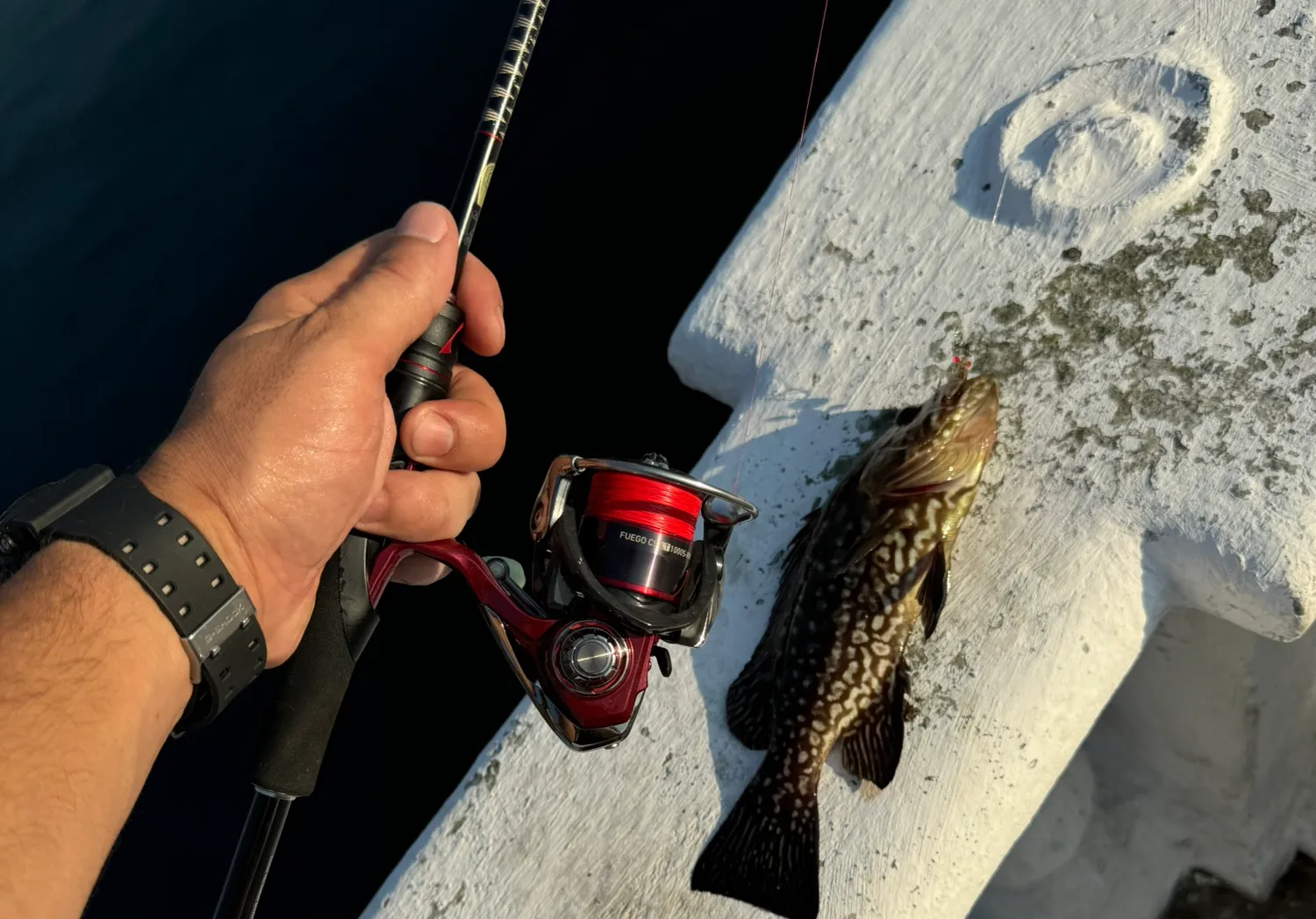 Comb grouper