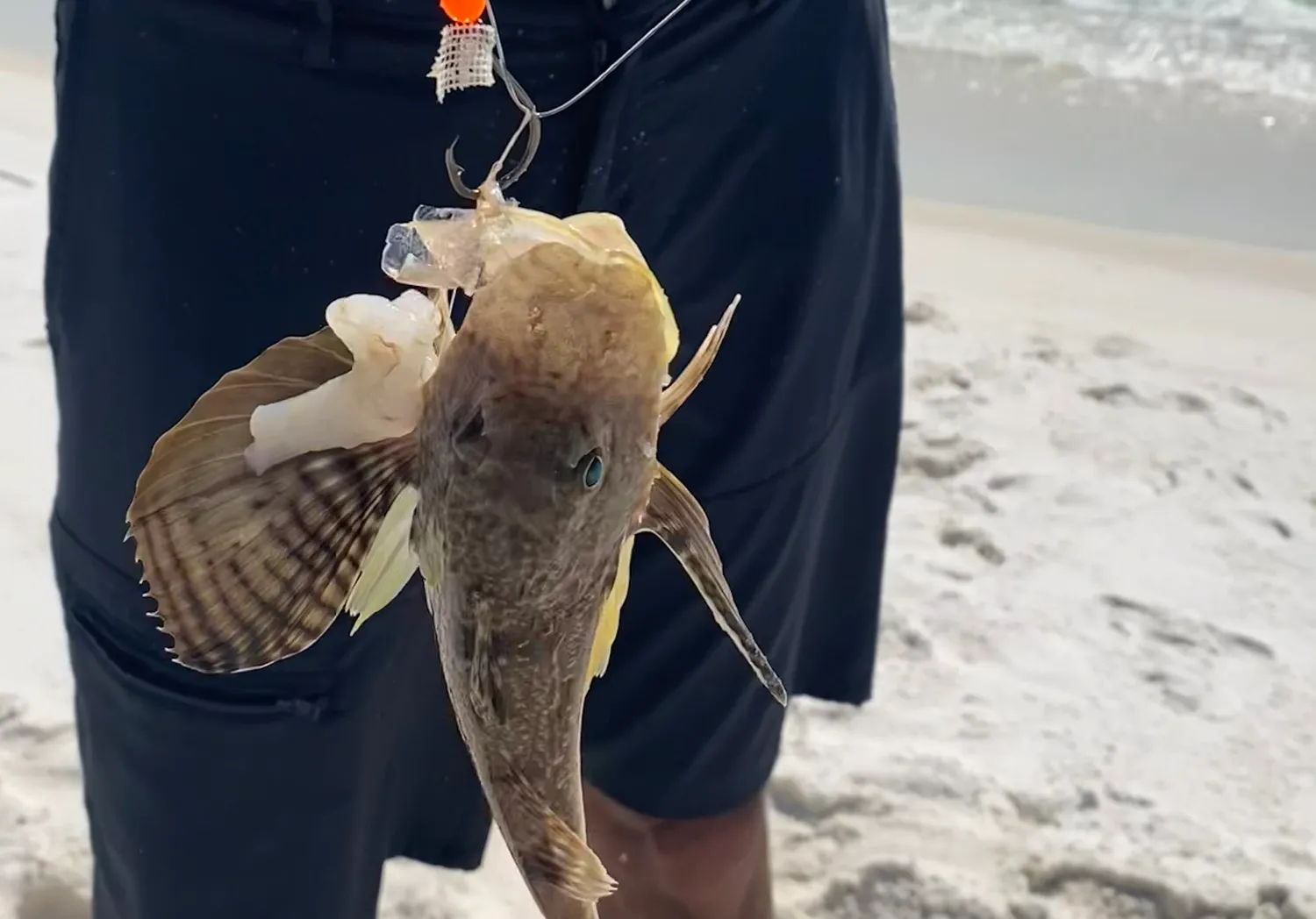 Southern pompano