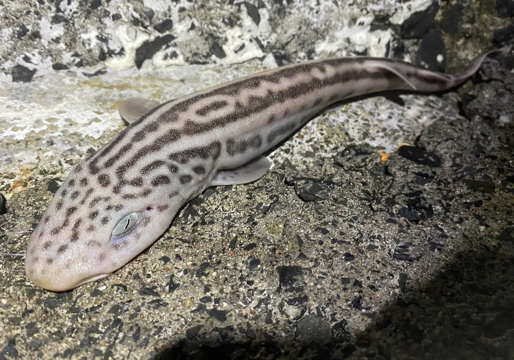 Leopard catshark