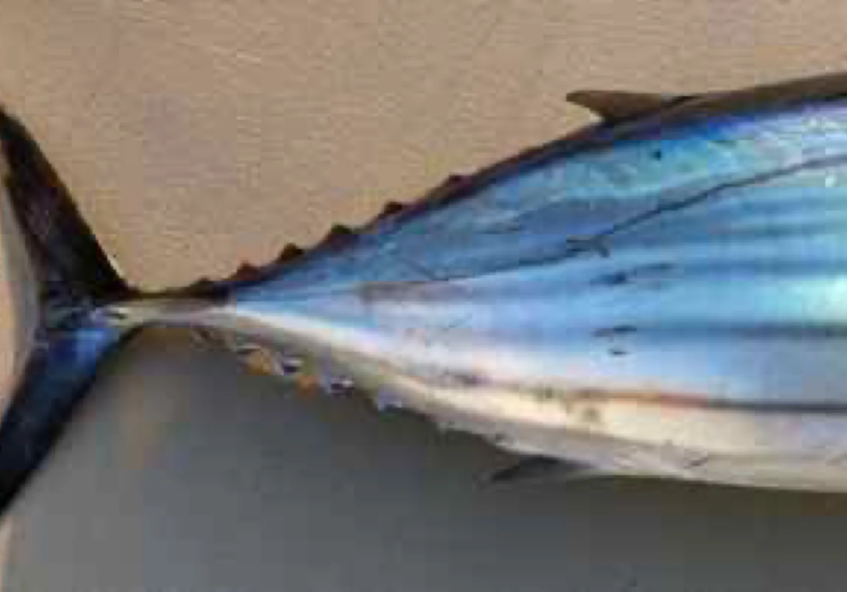 Skipjack tuna