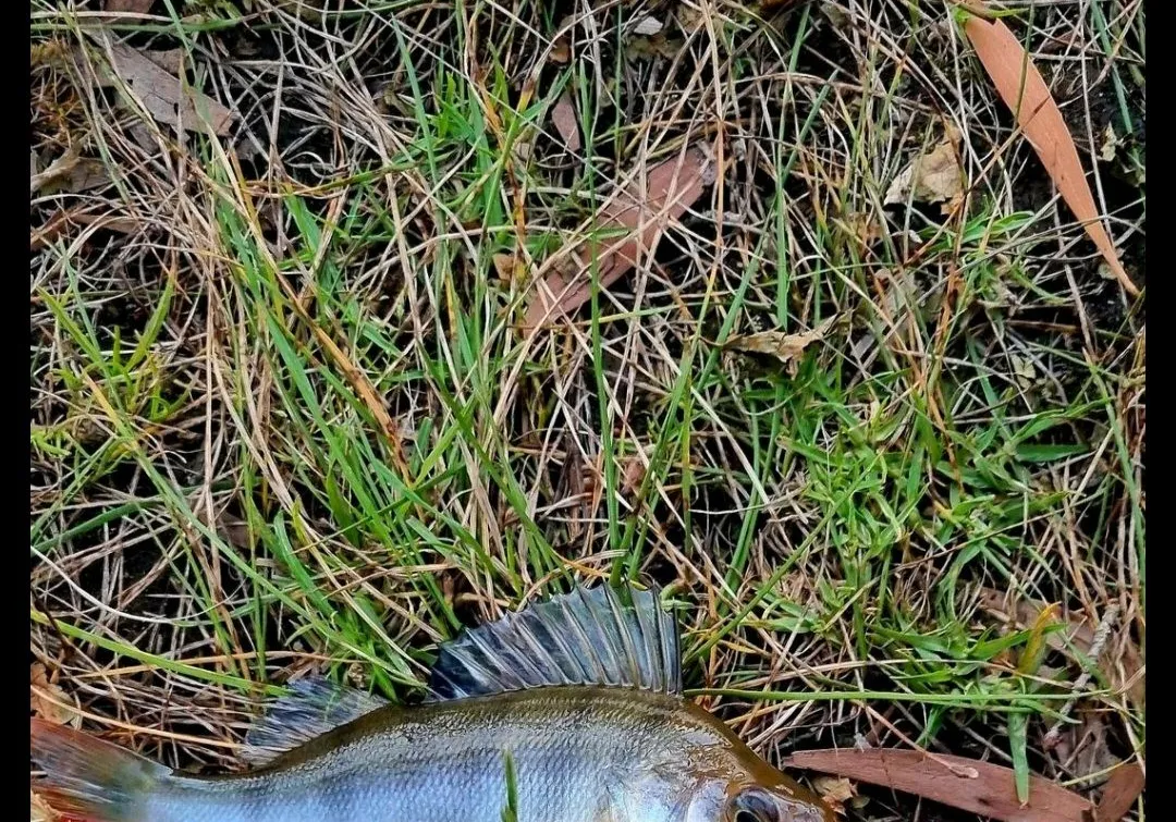 Pompano dolphinfish