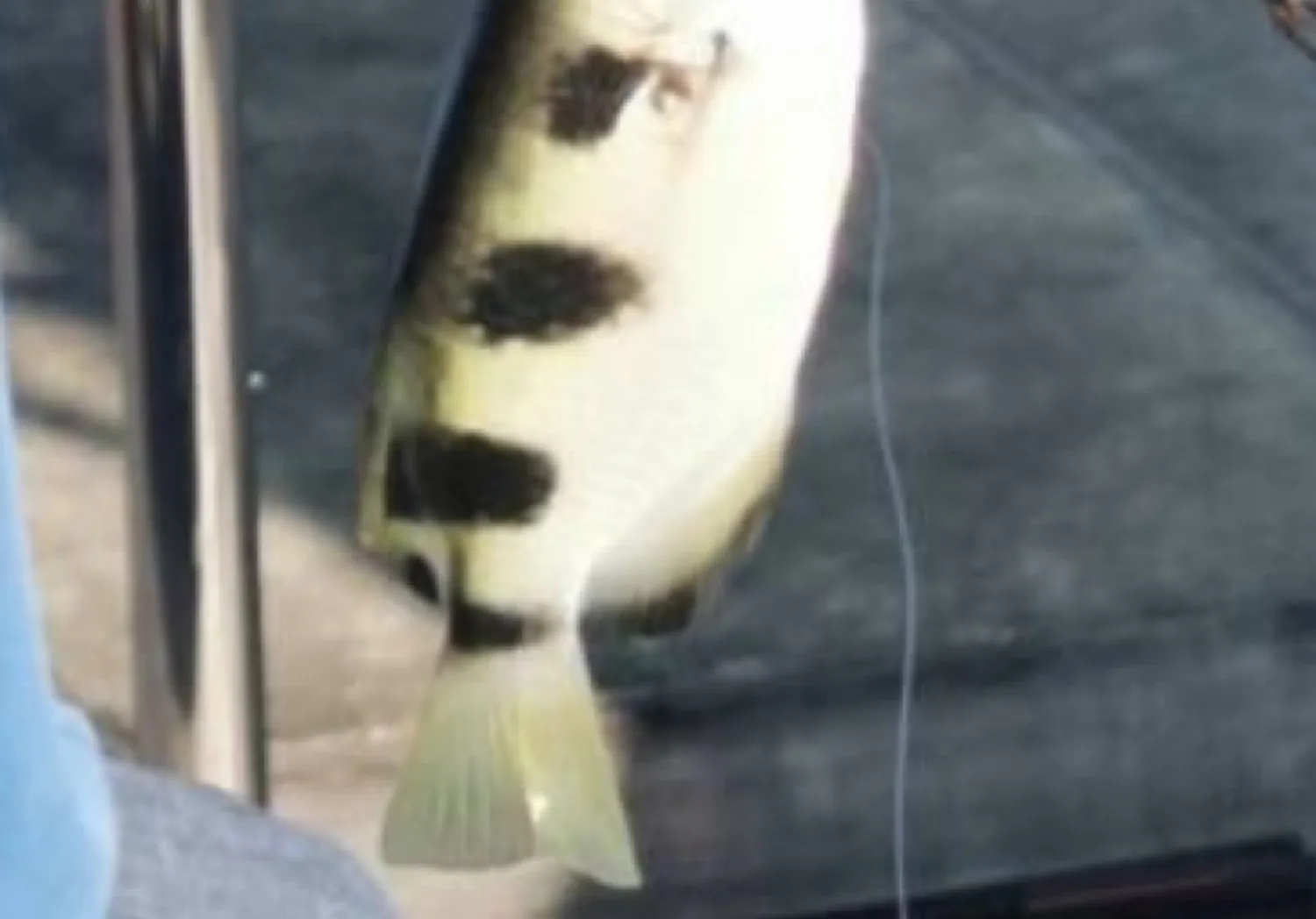 Banded archerfish