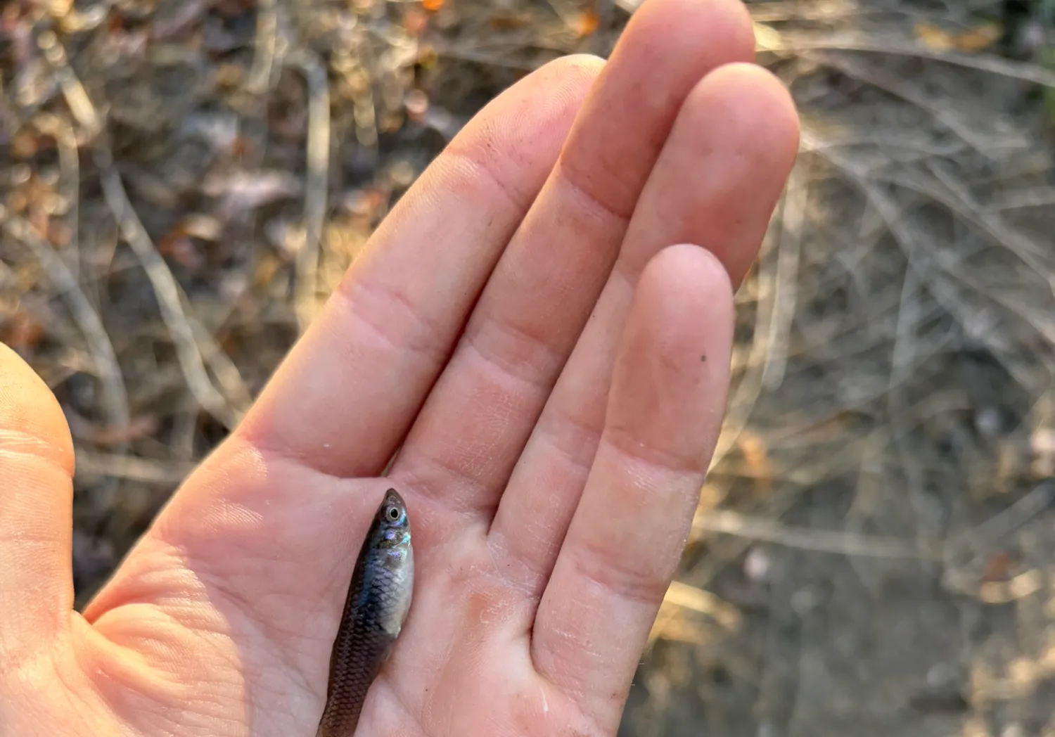 Western mosquitofish