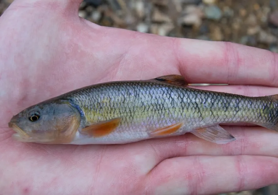 Creek chub