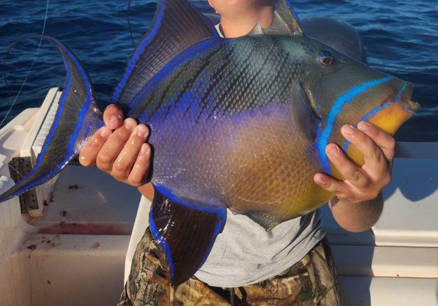 Queen triggerfish