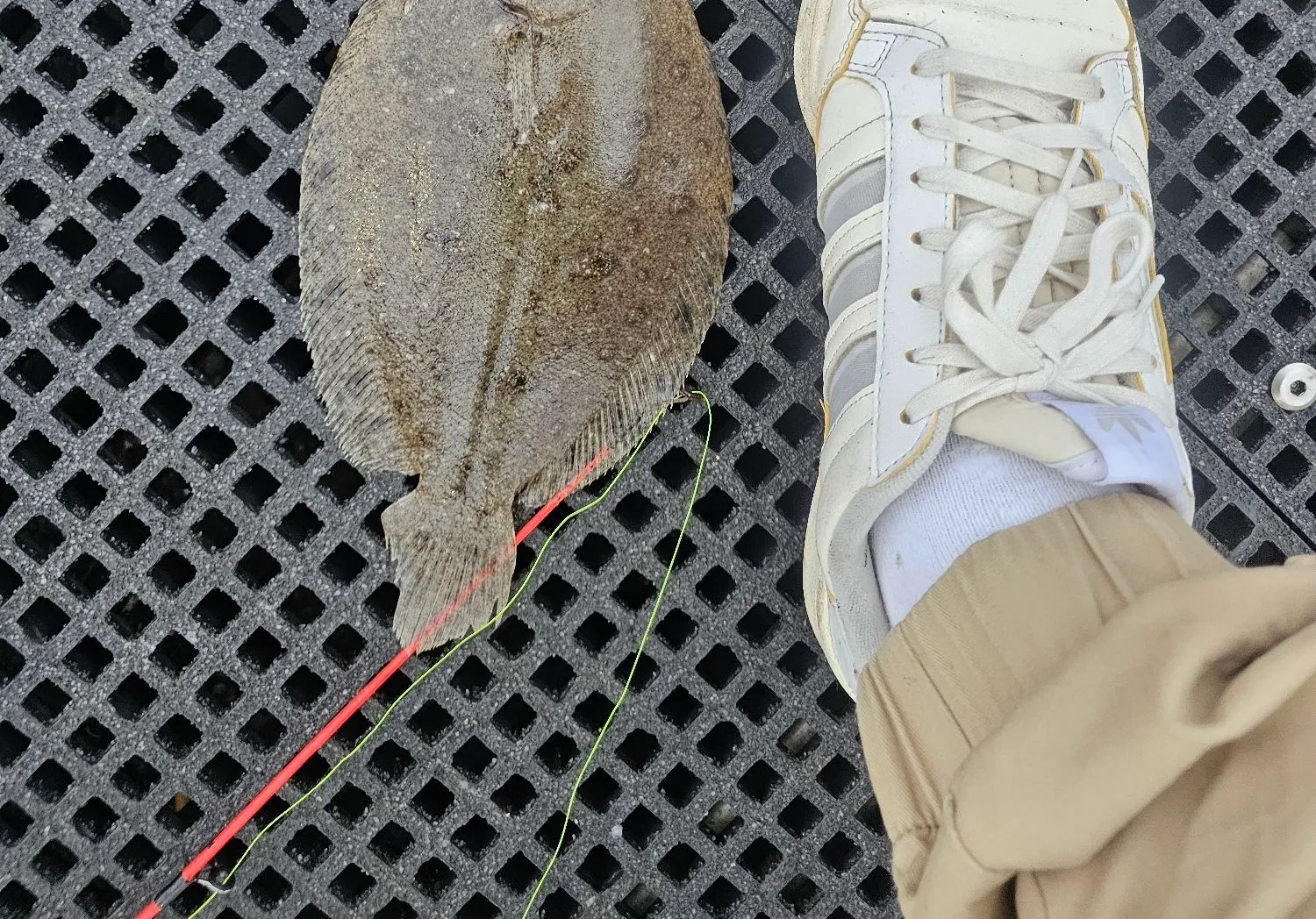 Black flounder