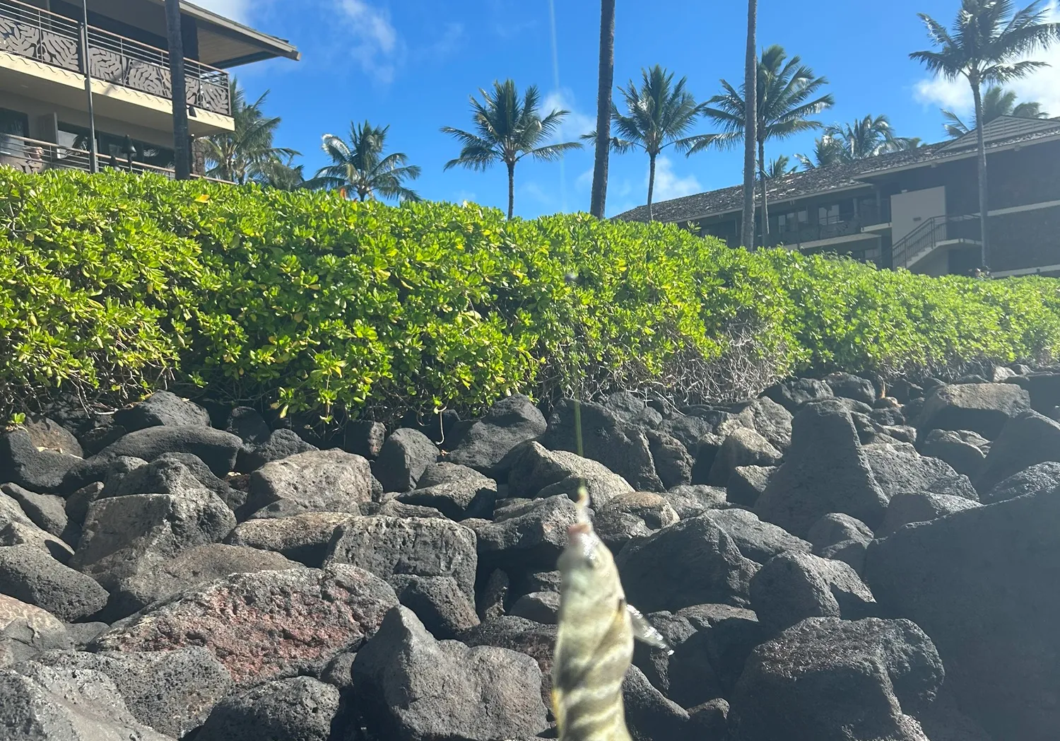 Giant hawkfish