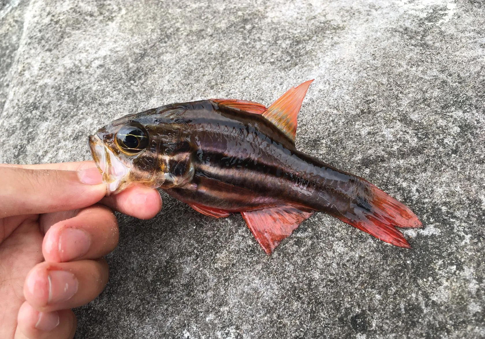 Sydney cardinalfish