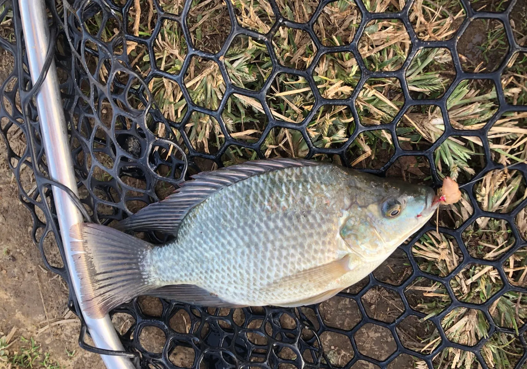 Blue tilapia