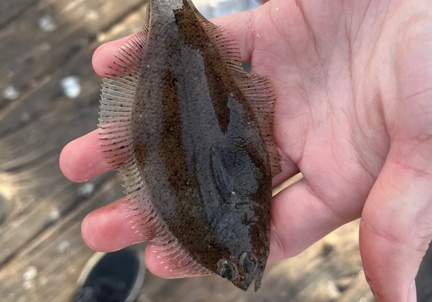 Pacific sanddab