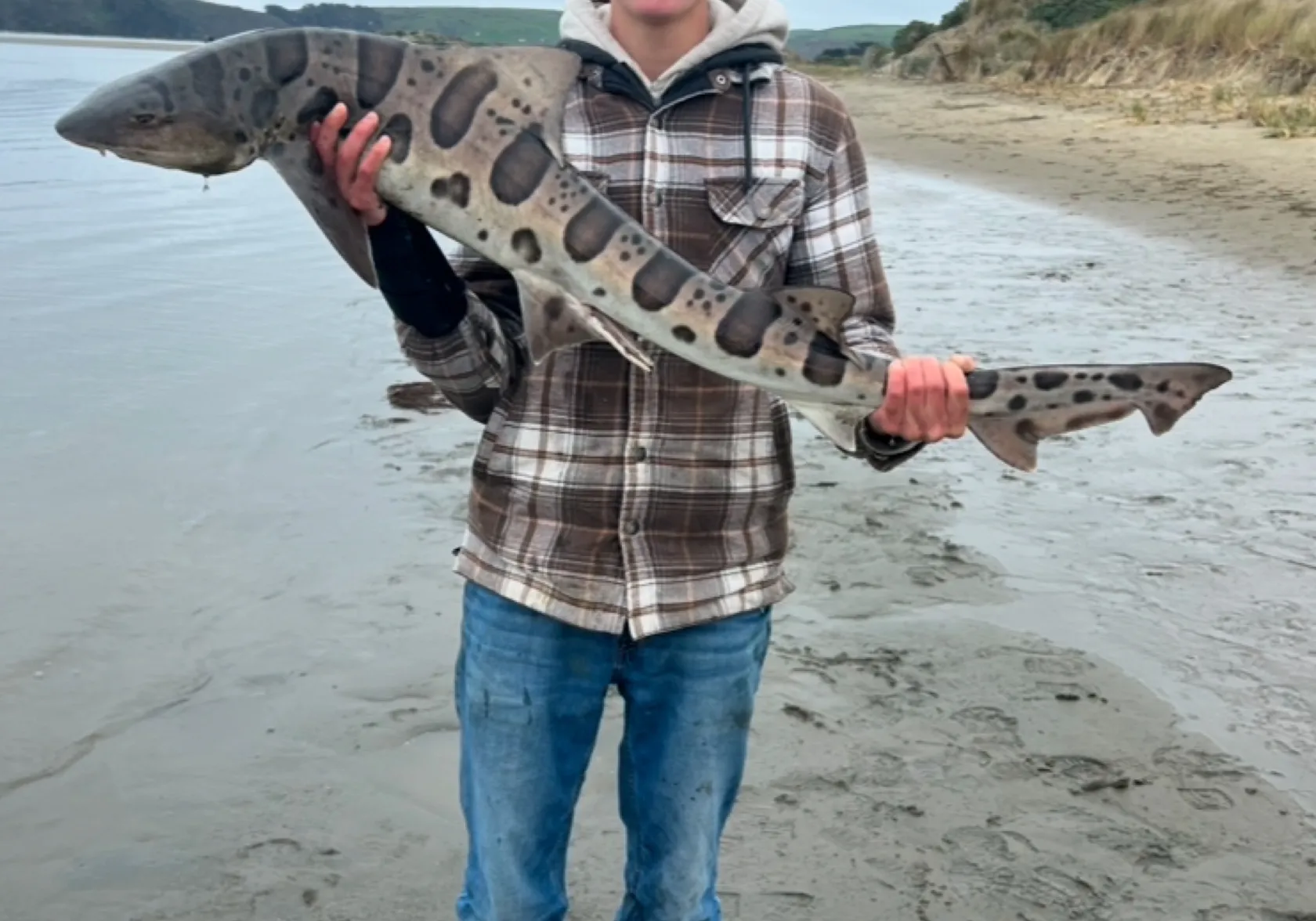 Leopard shark