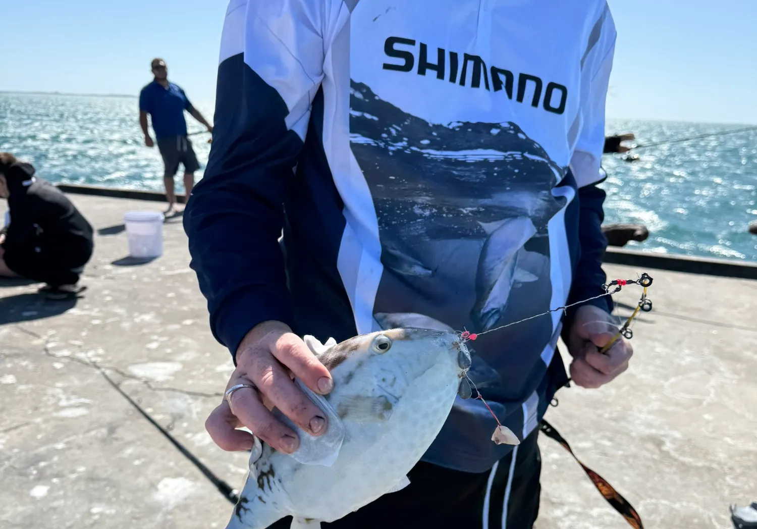 Western smooth boxfish