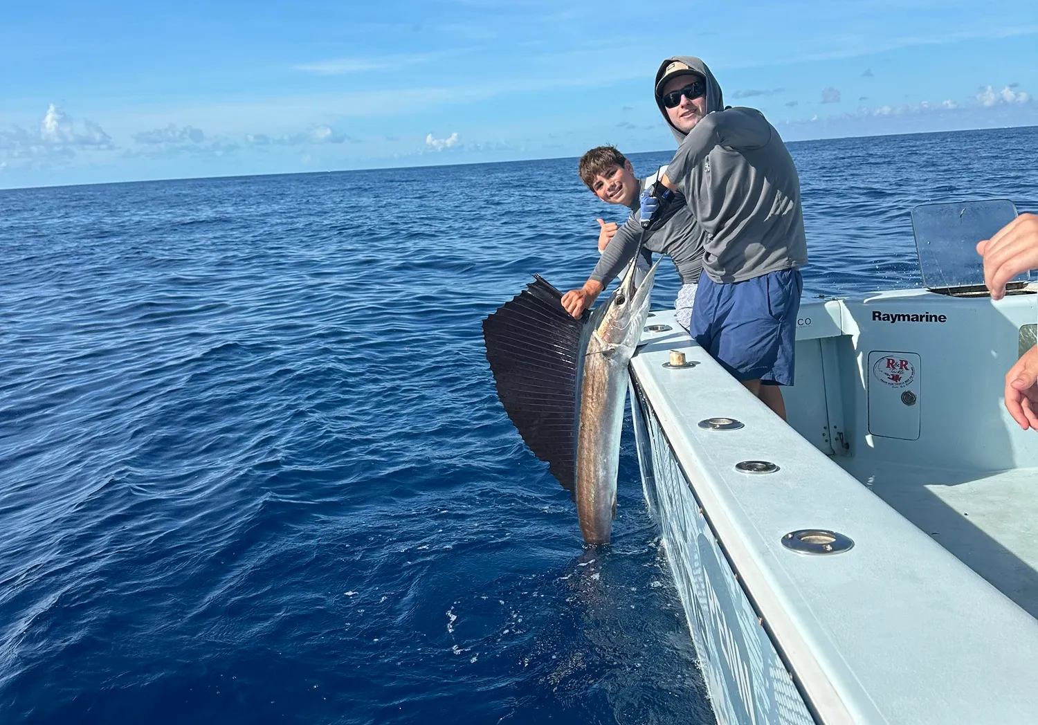 Atlantic sailfish