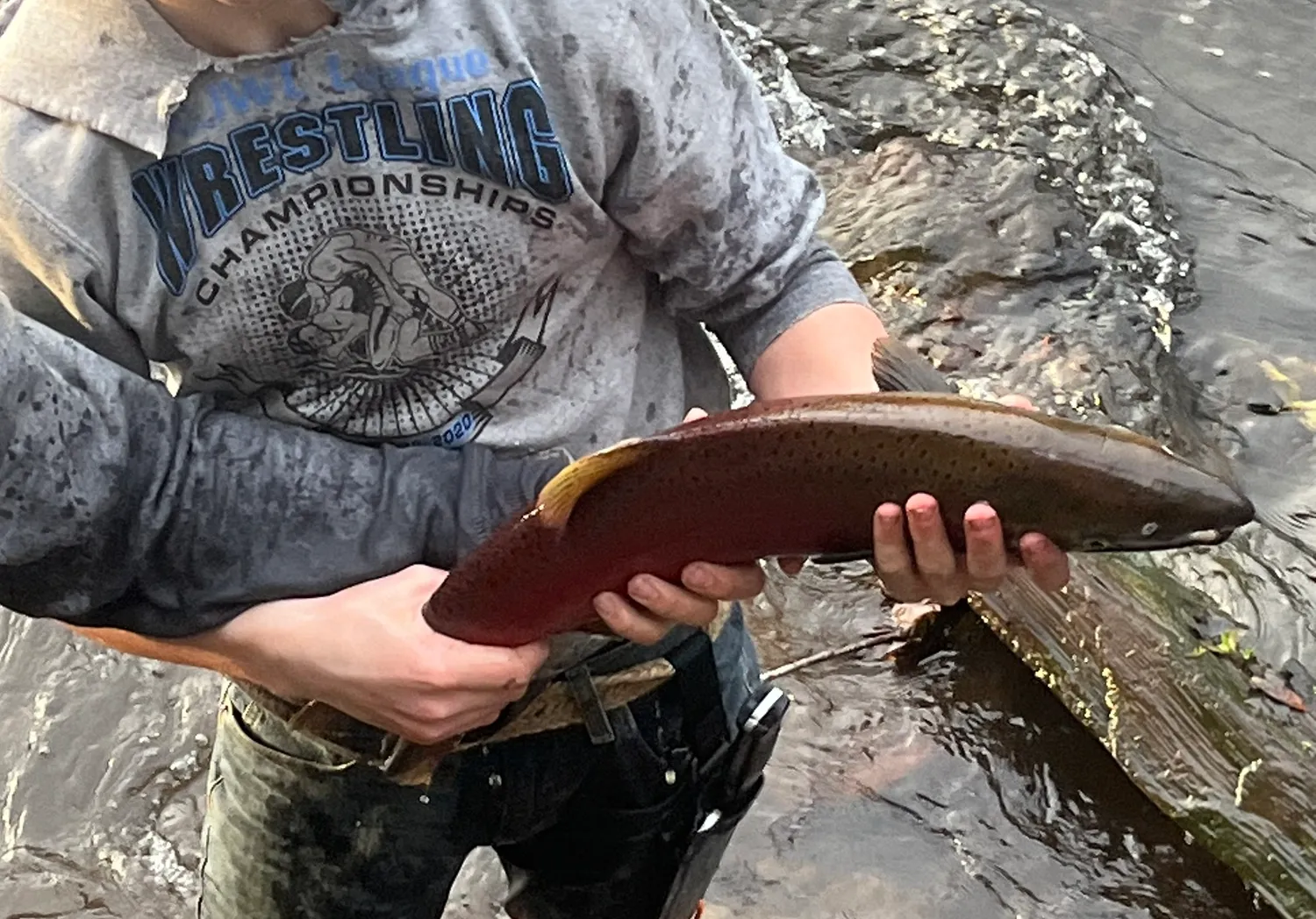 Sockeye salmon