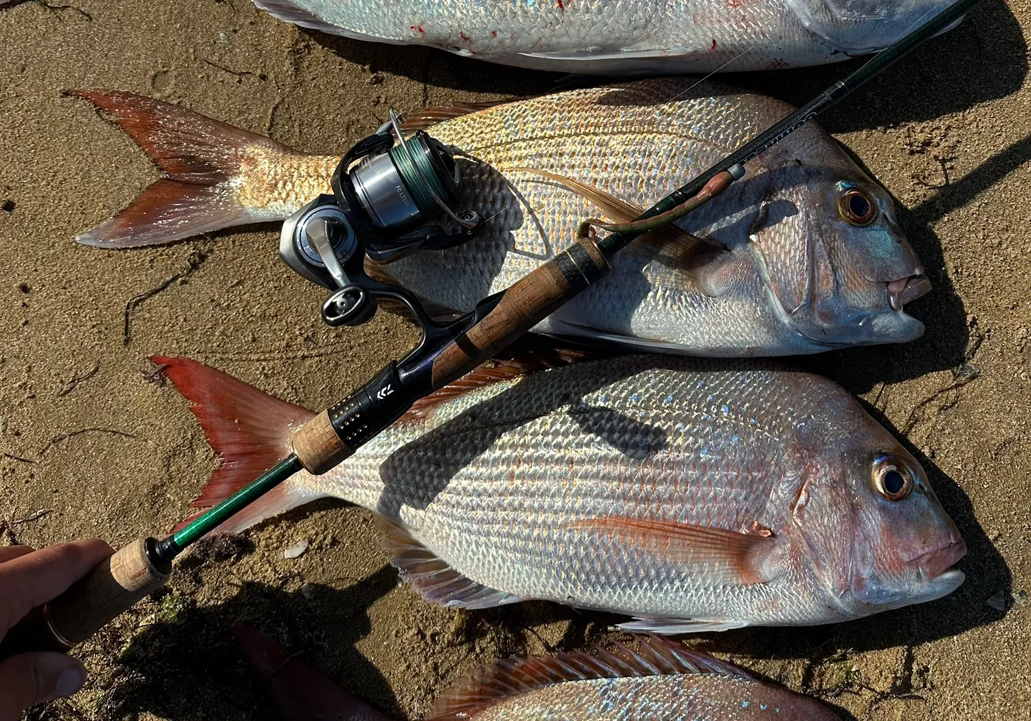 Australasian snapper