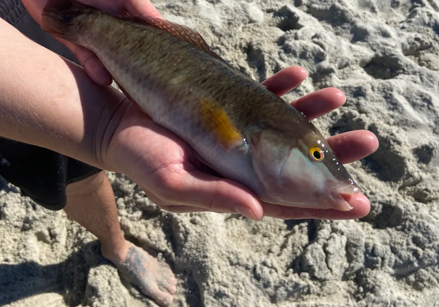 Rock wrasse