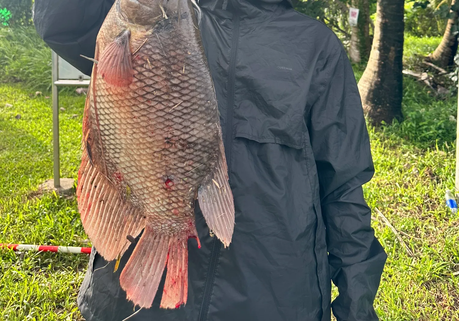 Giant gourami