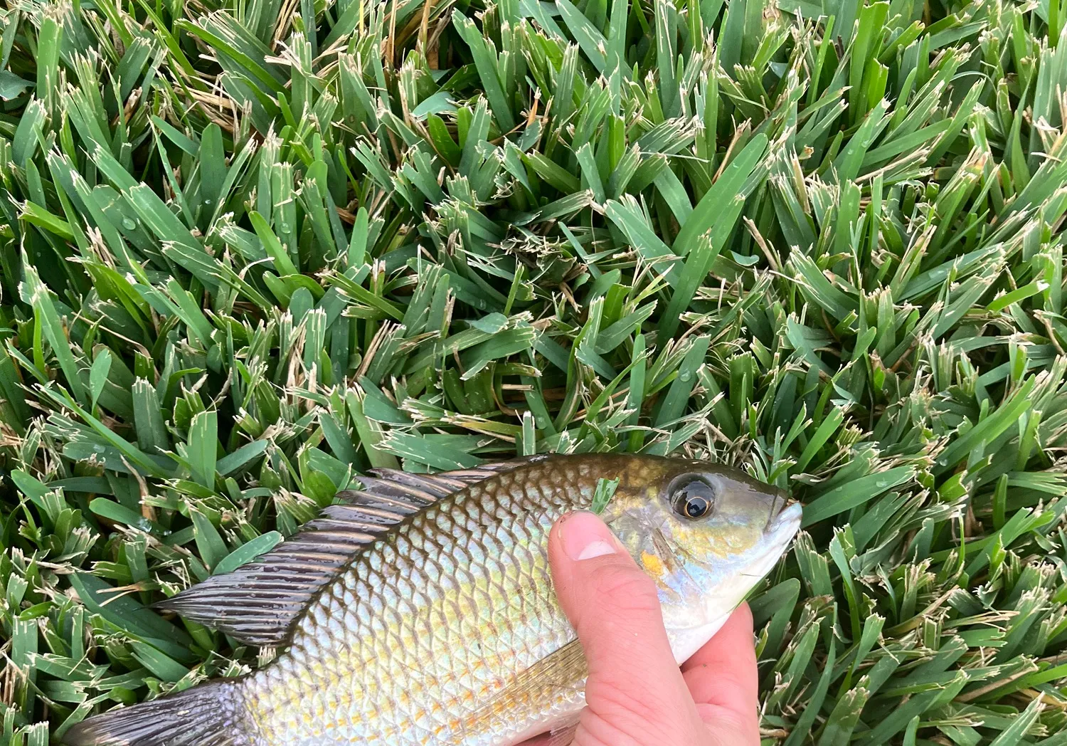 Blackchin Tilapia