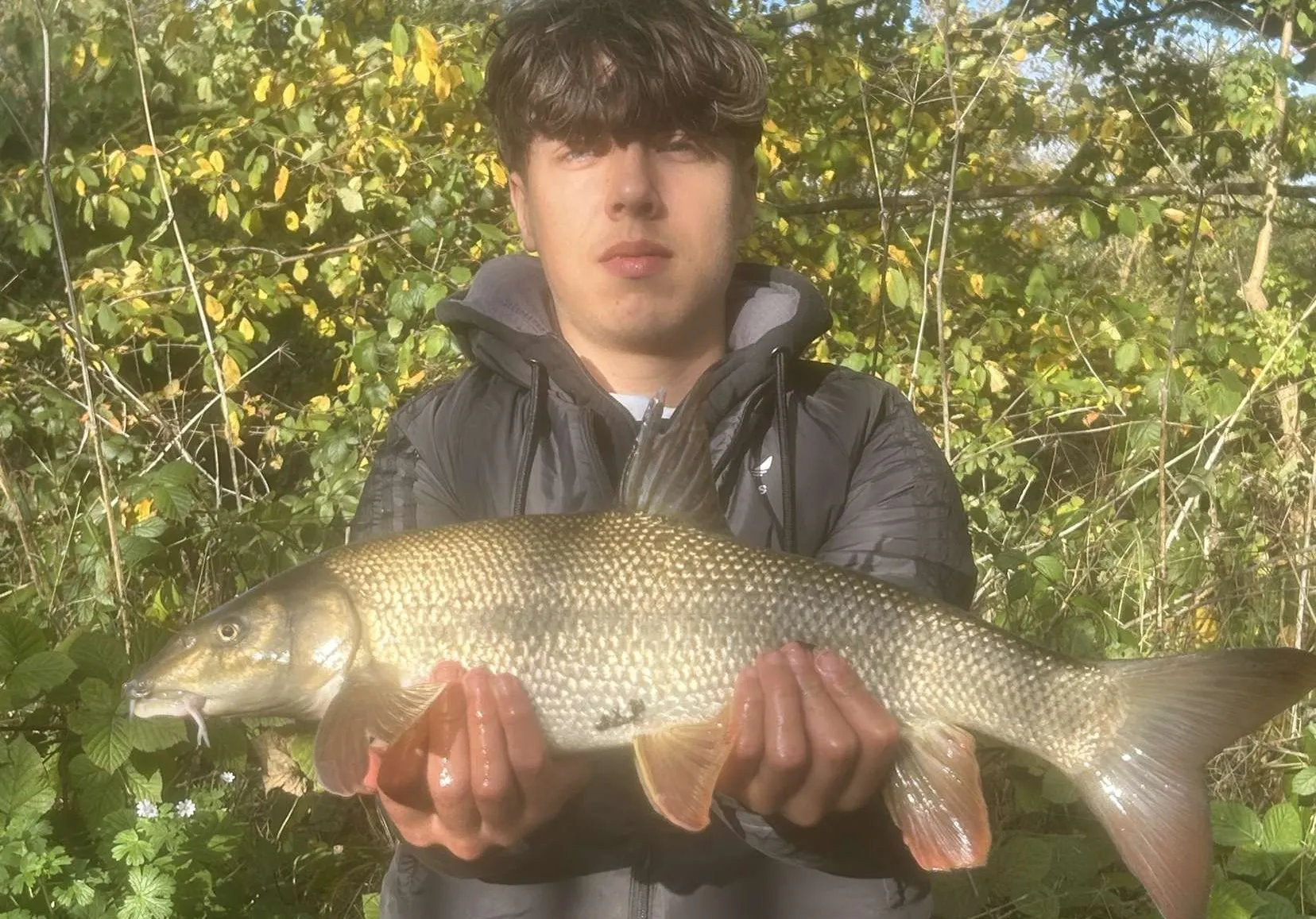 Common barbel