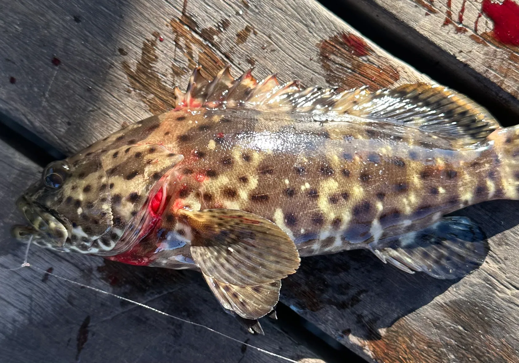 Malabar grouper