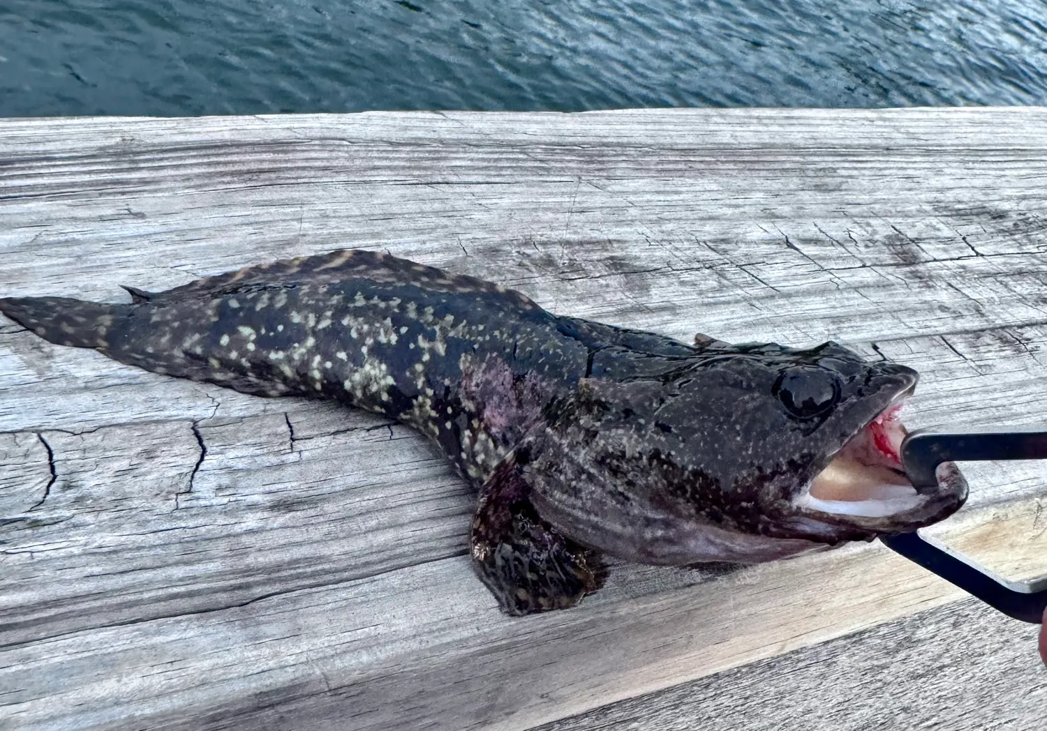 Gulf toadfish