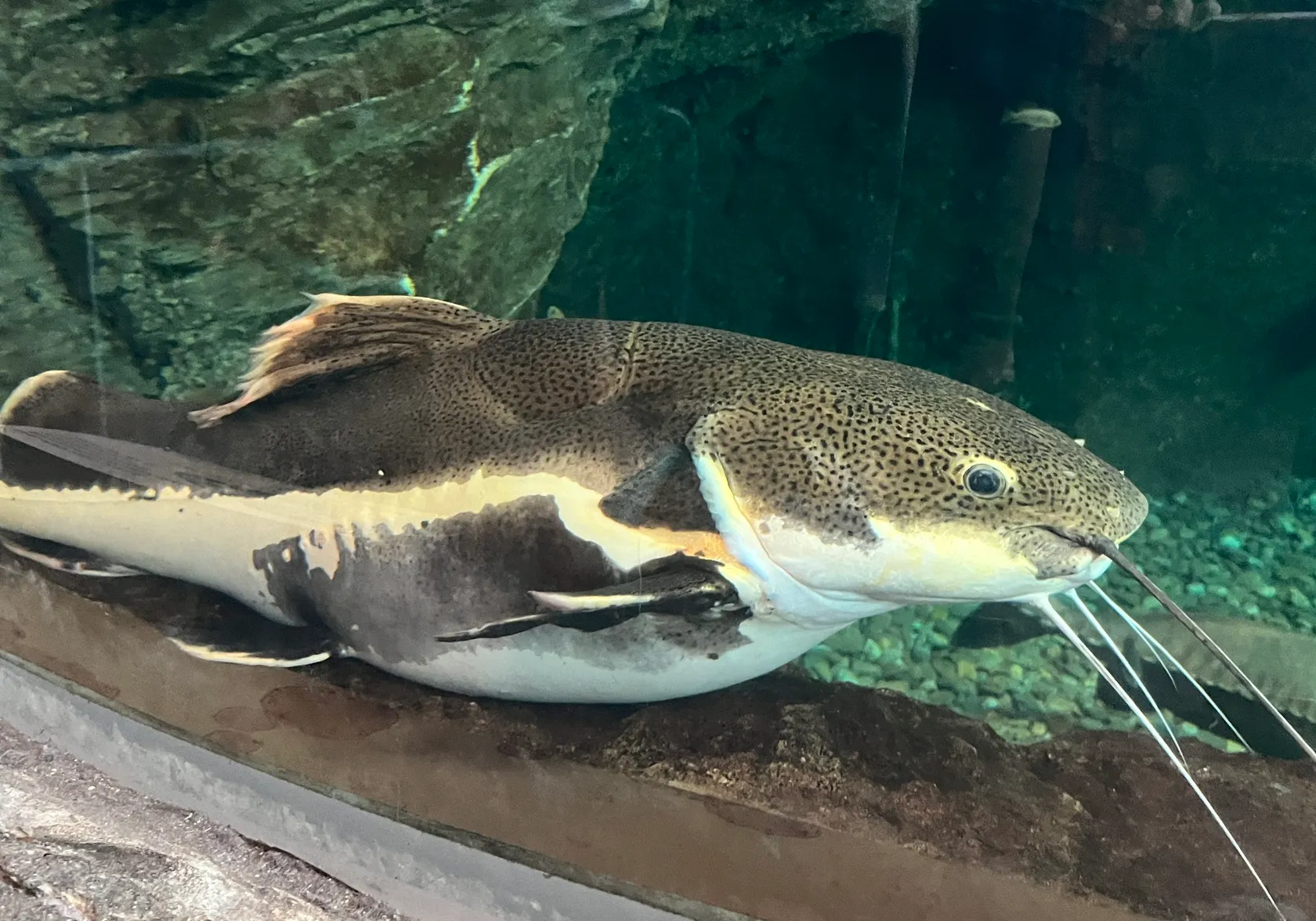 Redtail catfish