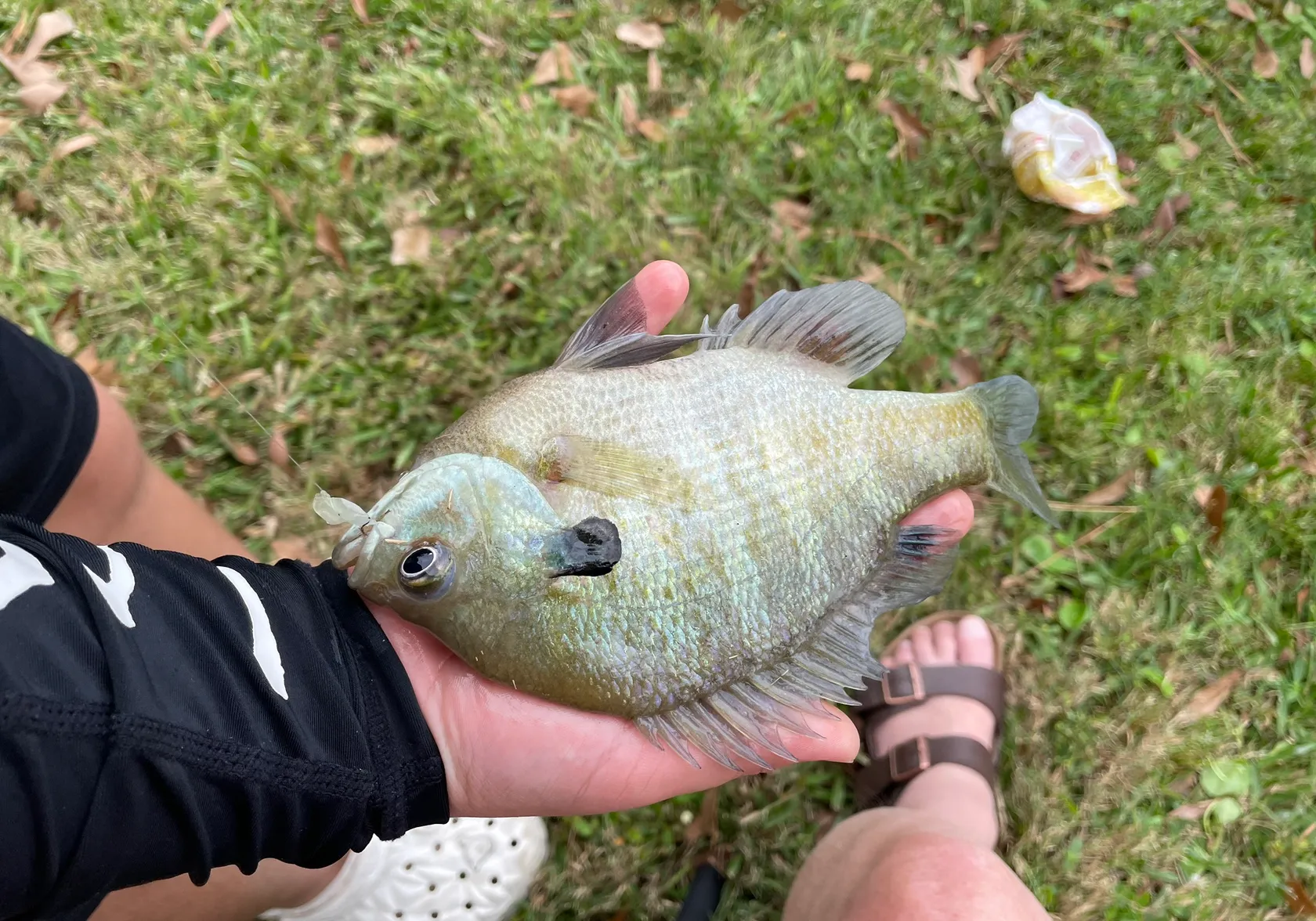 Coppernose bluegill