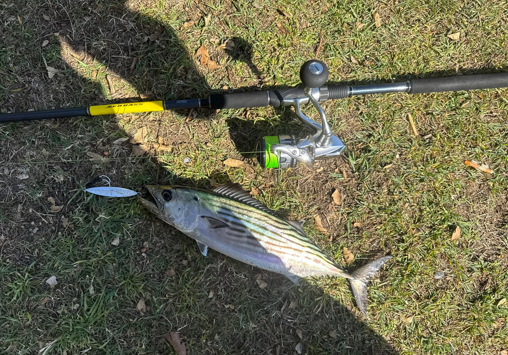 Australian bonito