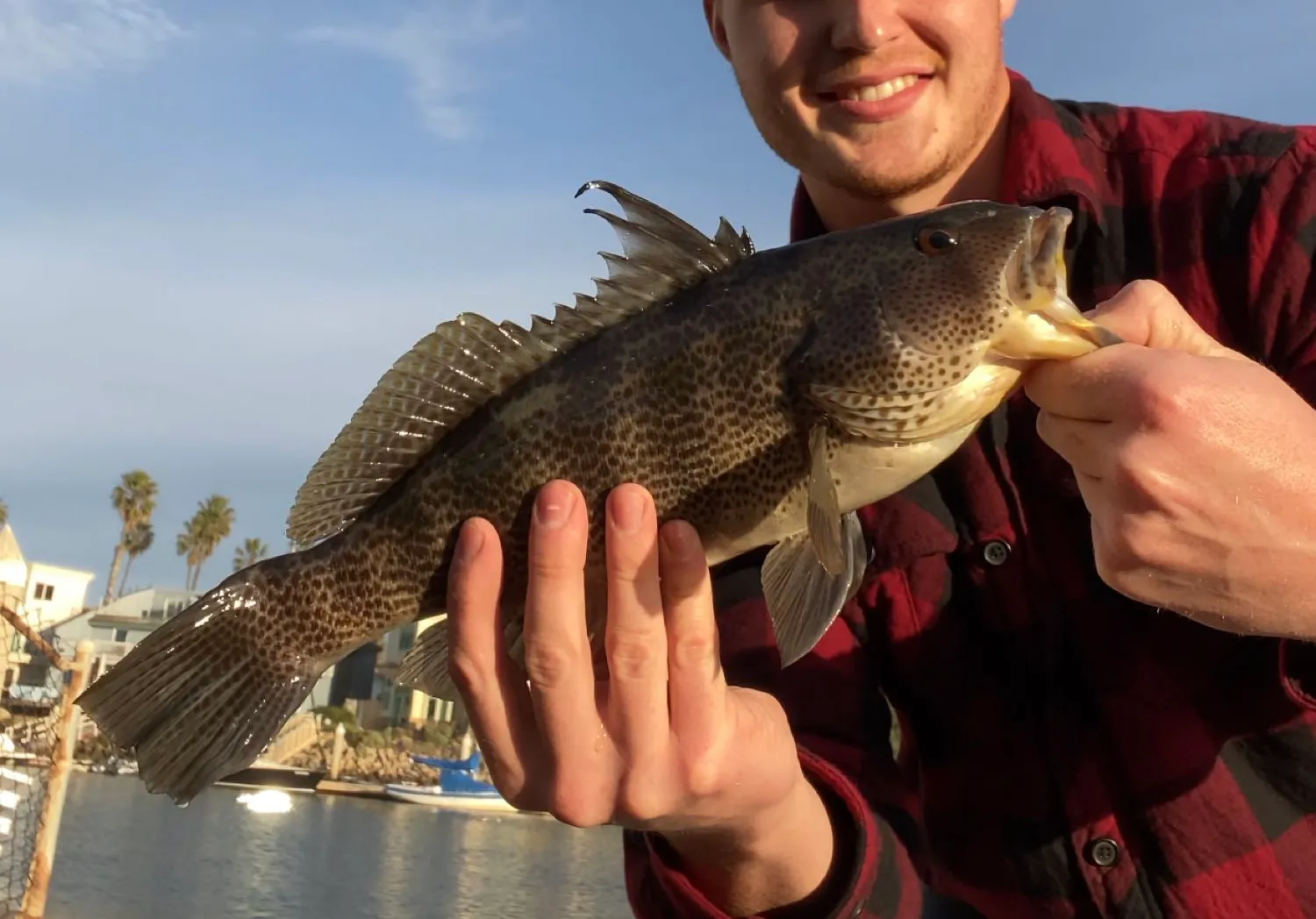 Spotted sand bass